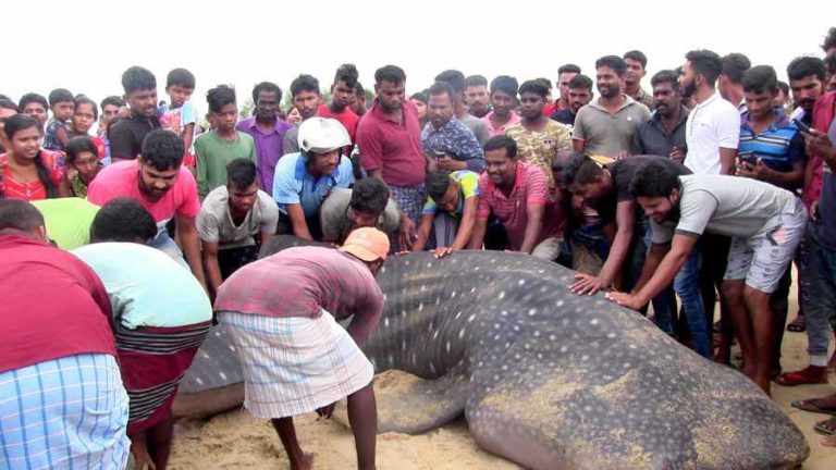 ධිවරයන්ට අසුවු ,දැවැන්ත මෝරෙකු යළි මුහුදට මුදා හැරේ..