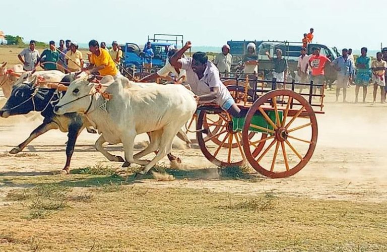 යාපනයේ තිරික්කල් තරගය…